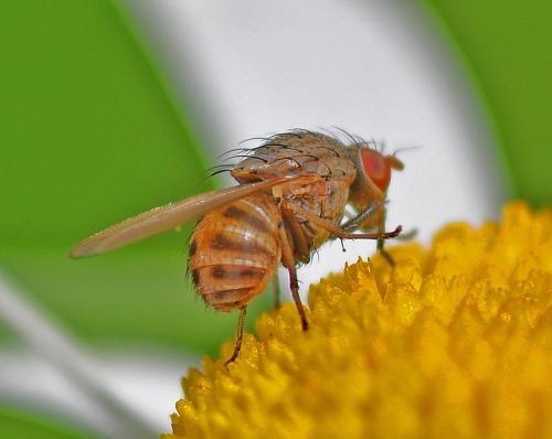 Réf. 344 247 : Minettia fasciata